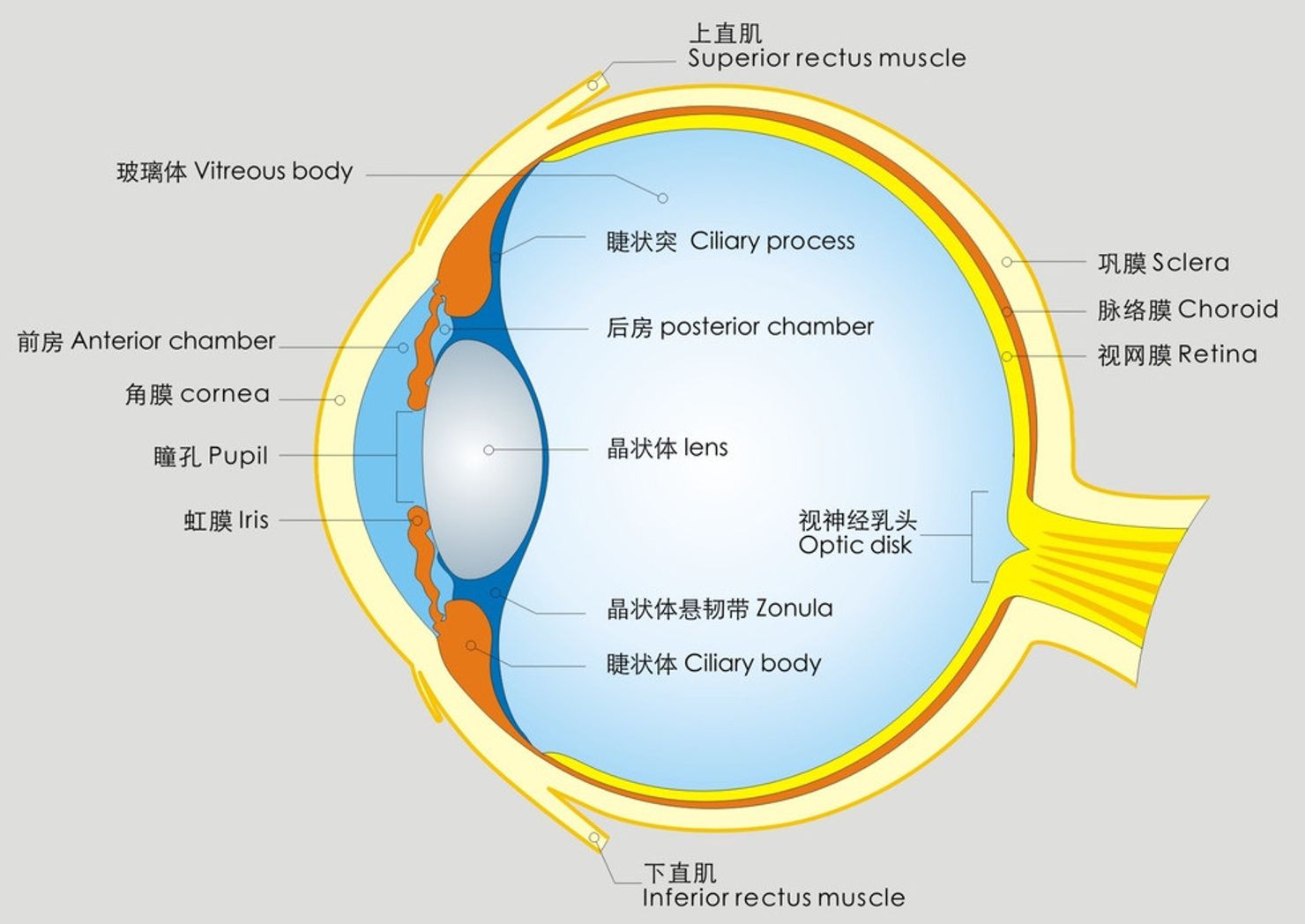 眼珠构成图片